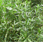 Stylo (Stylosanthes guianensis)